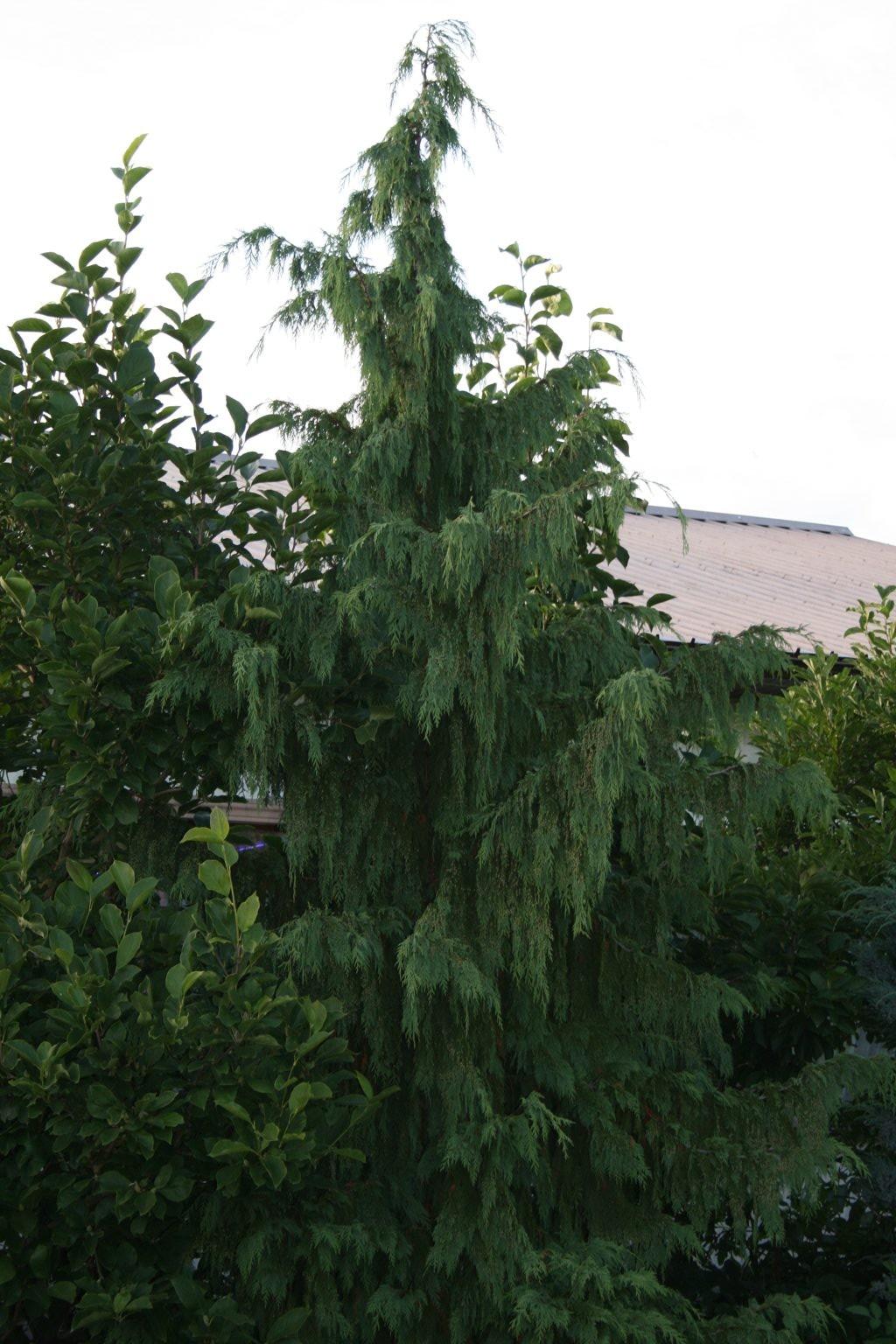 Chamaecyparis Nootkatensis Glauca - View 8 from www redcrocus com
