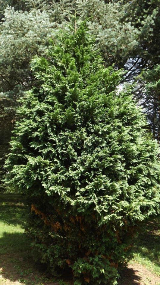 Chamaecyparis Nootkatensis Glauca - View 9 from www redcrocus com