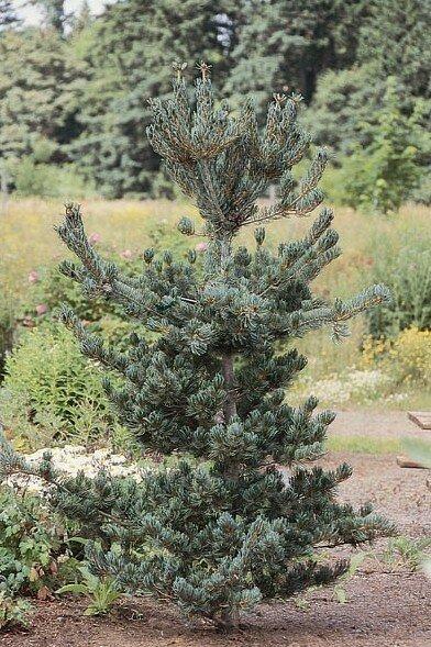 Pinus Parviflora Glauca Nana - View 10 from www redcrocus com