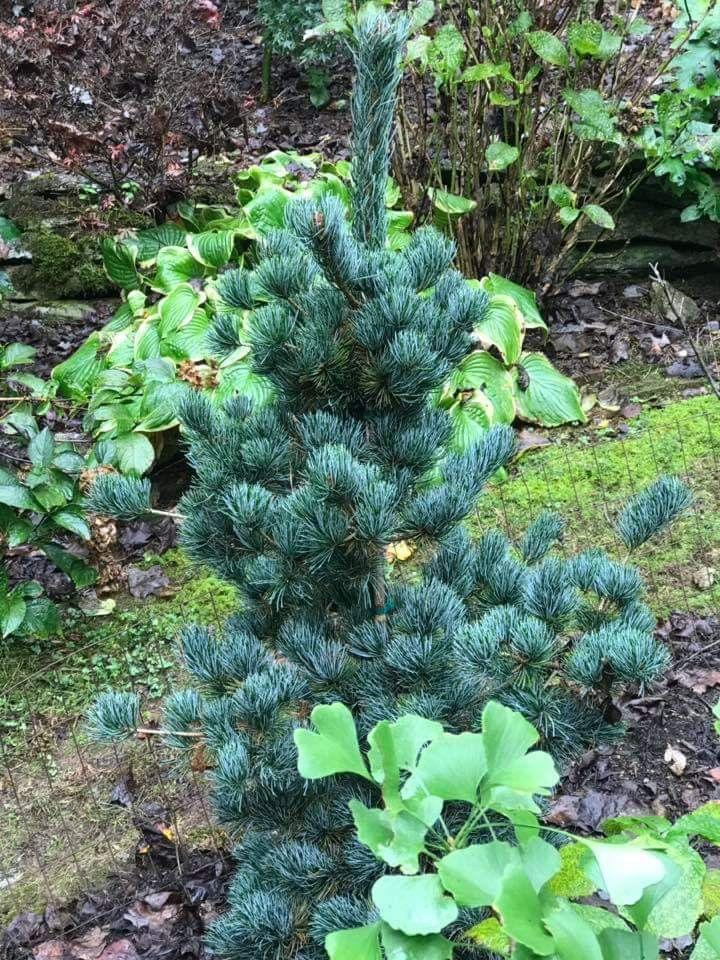 Pinus Parviflora Glauca Nana - View 5 from www redcrocus com