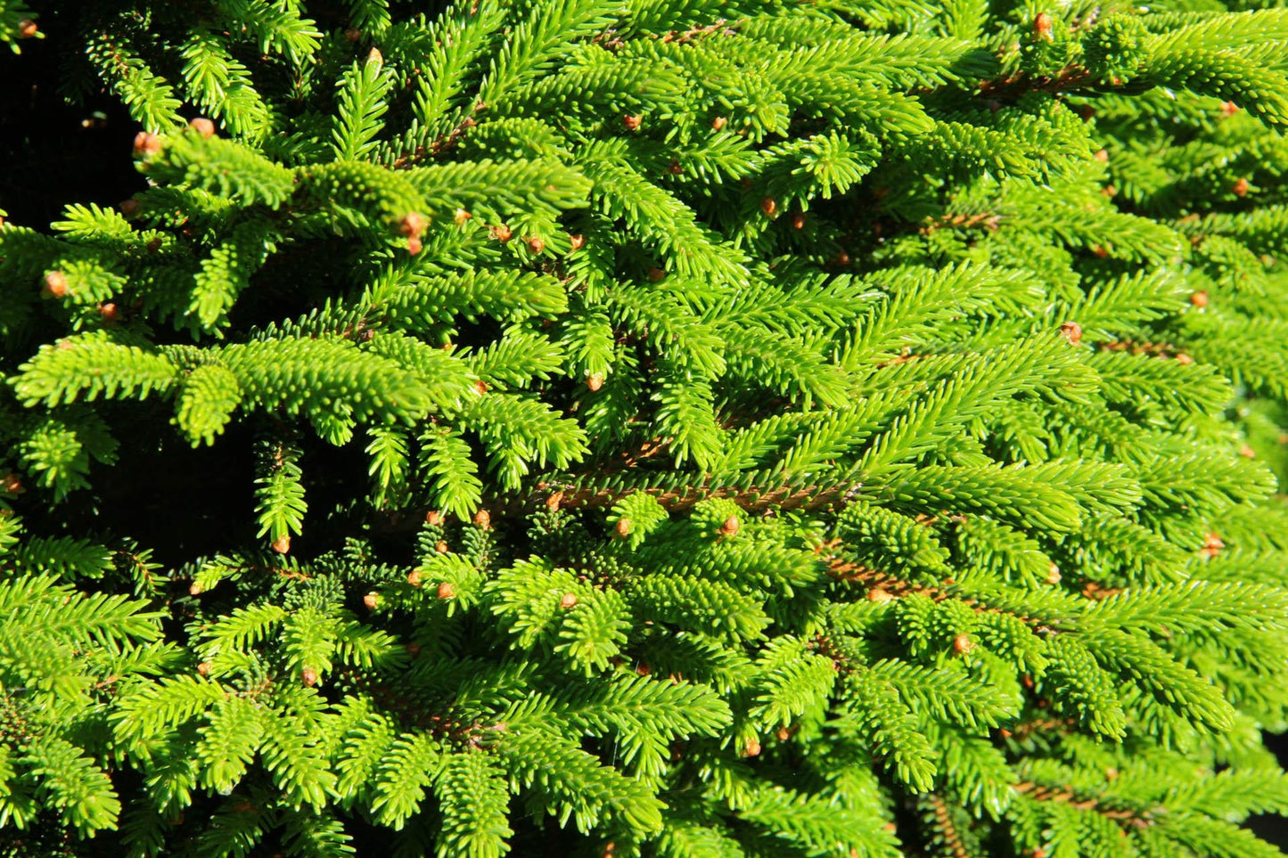 Picea Orientalis - View 11 from www redcrocus com