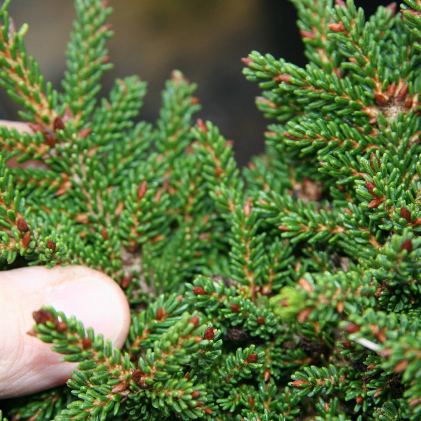 Picea Orientalis - View 14 from www redcrocus com