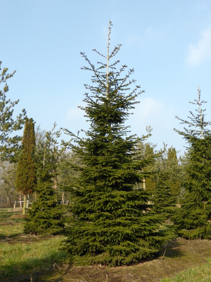 Picea Orientalis - View 15 from www redcrocus com