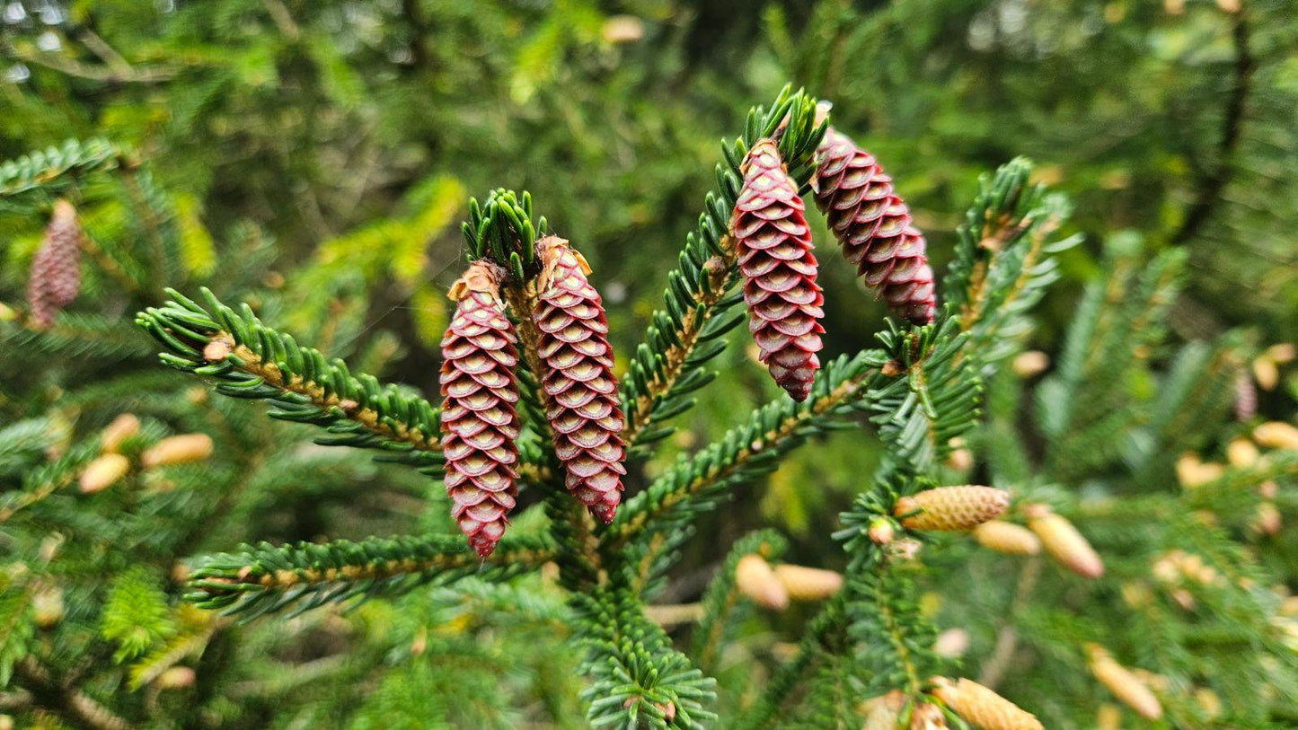 Picea Orientalis - View 16 from www redcrocus com