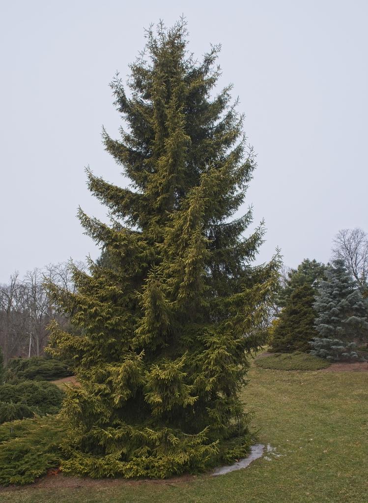 Picea Orientalis - View 17 from www redcrocus com