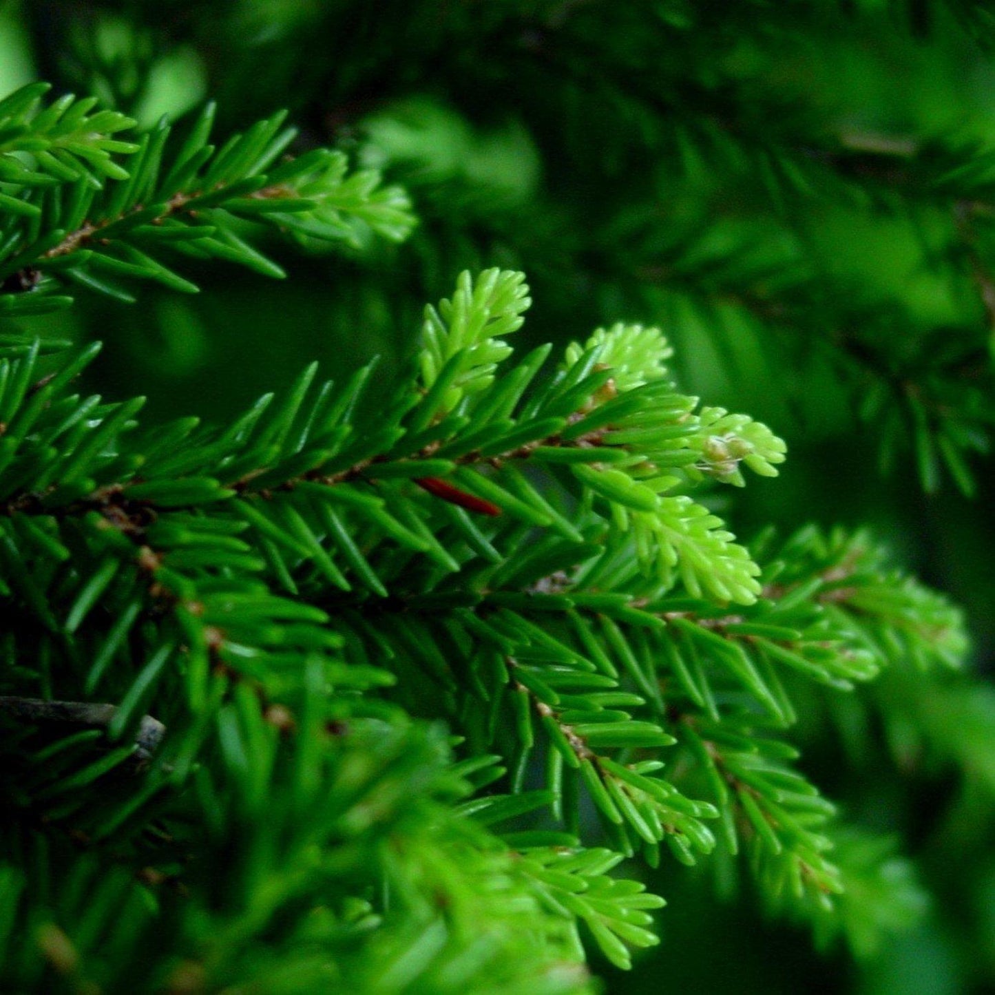 Picea Orientalis - View 18 from www redcrocus com