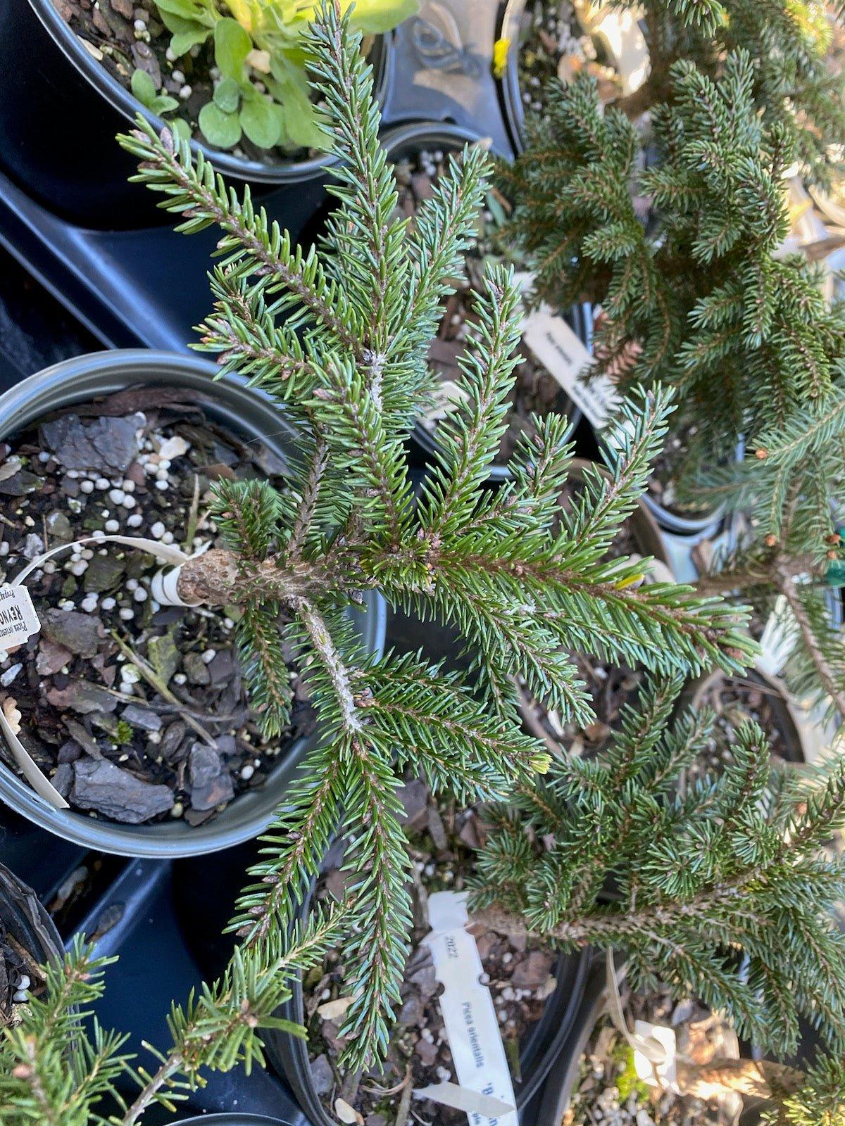 Picea Orientalis - View 19 from www redcrocus com