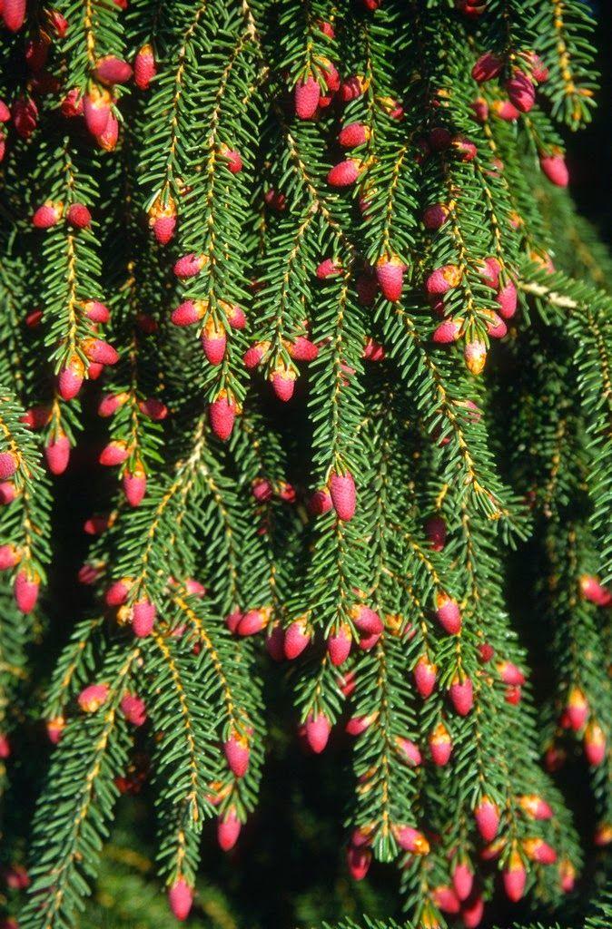 Picea Orientalis - View 7 from www redcrocus com