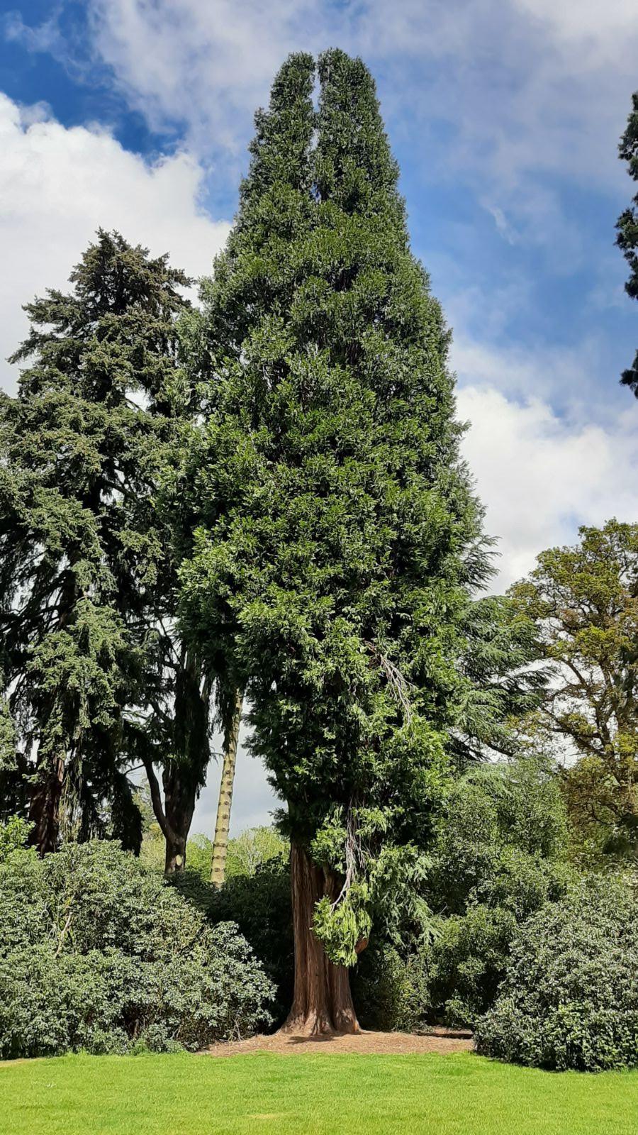 Calocedrus Decurrens - View 12 from www redcrocus com