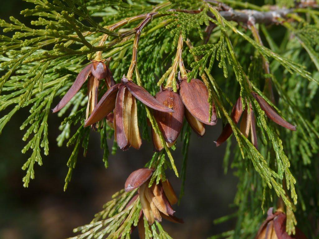 Calocedrus Decurrens - View 13 from www redcrocus com