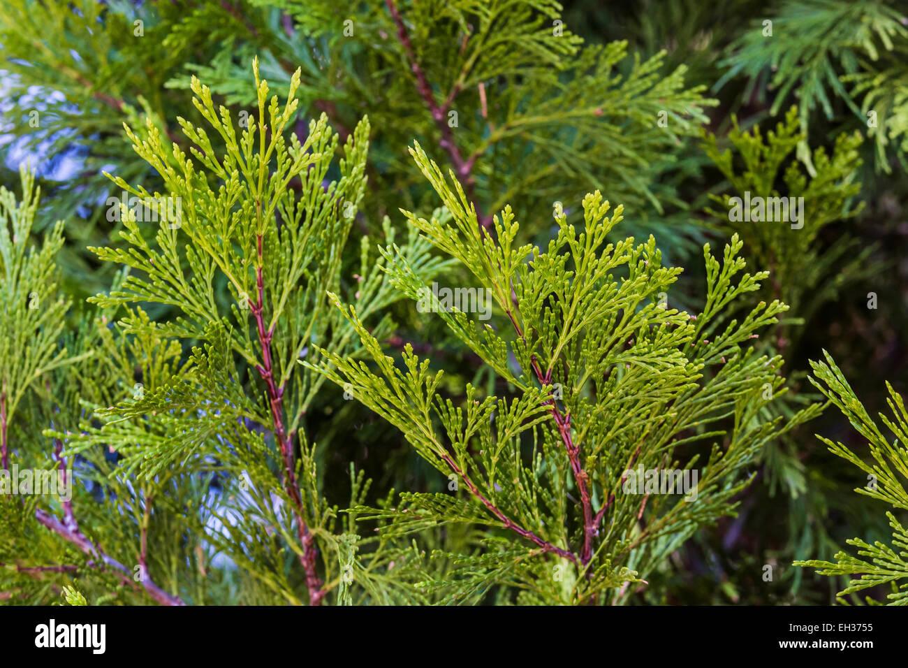Calocedrus Decurrens - View 24 from www redcrocus com