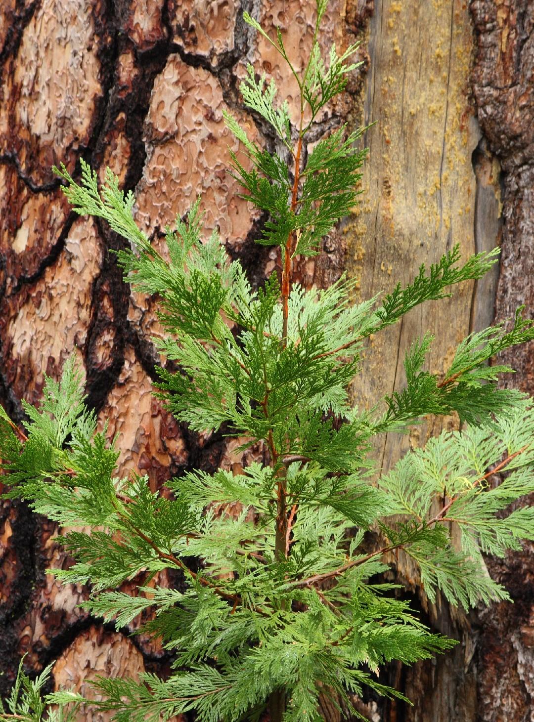 Calocedrus Decurrens - View 26 from www redcrocus com
