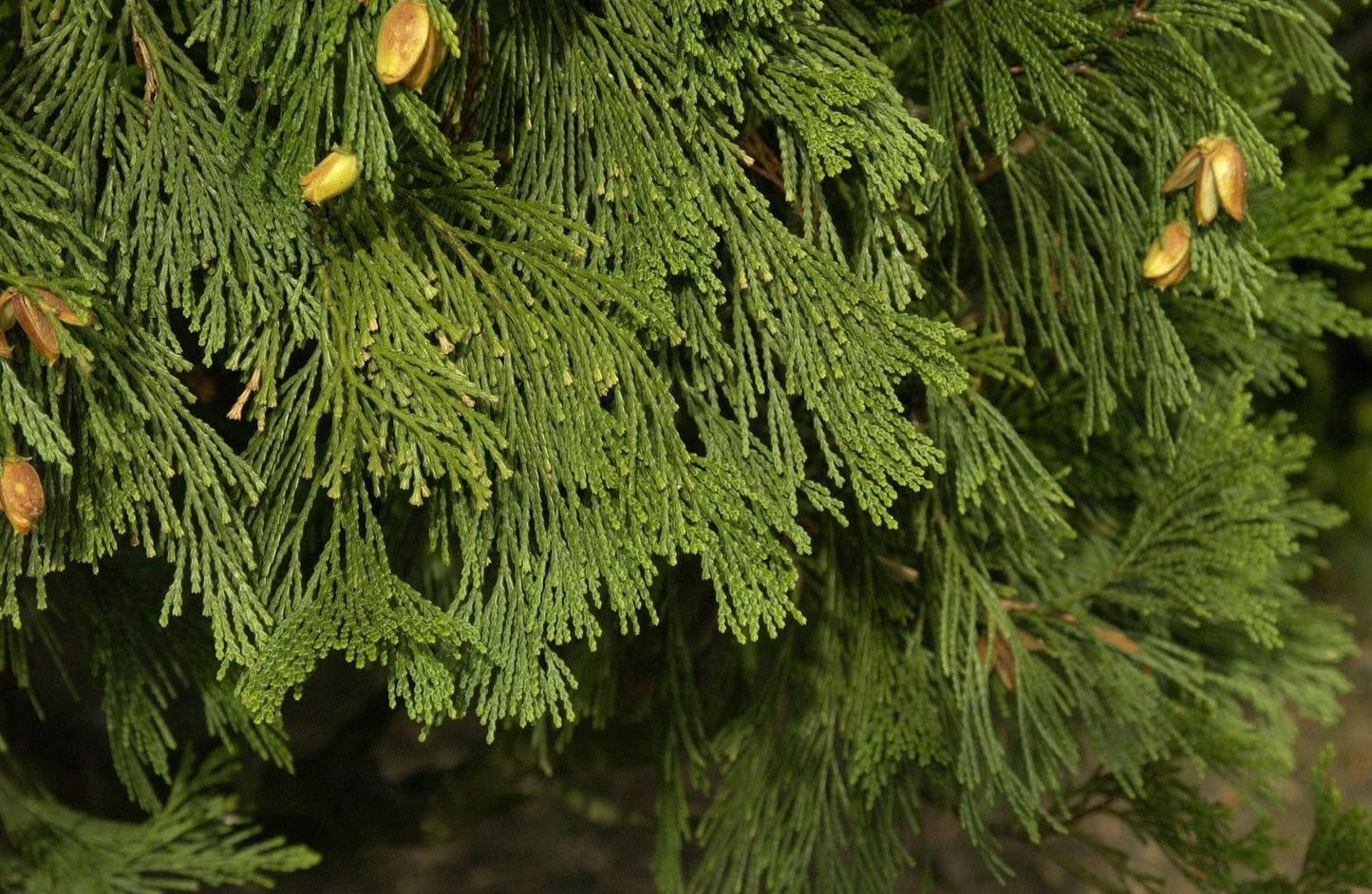 Calocedrus Decurrens - View 3 from www redcrocus com