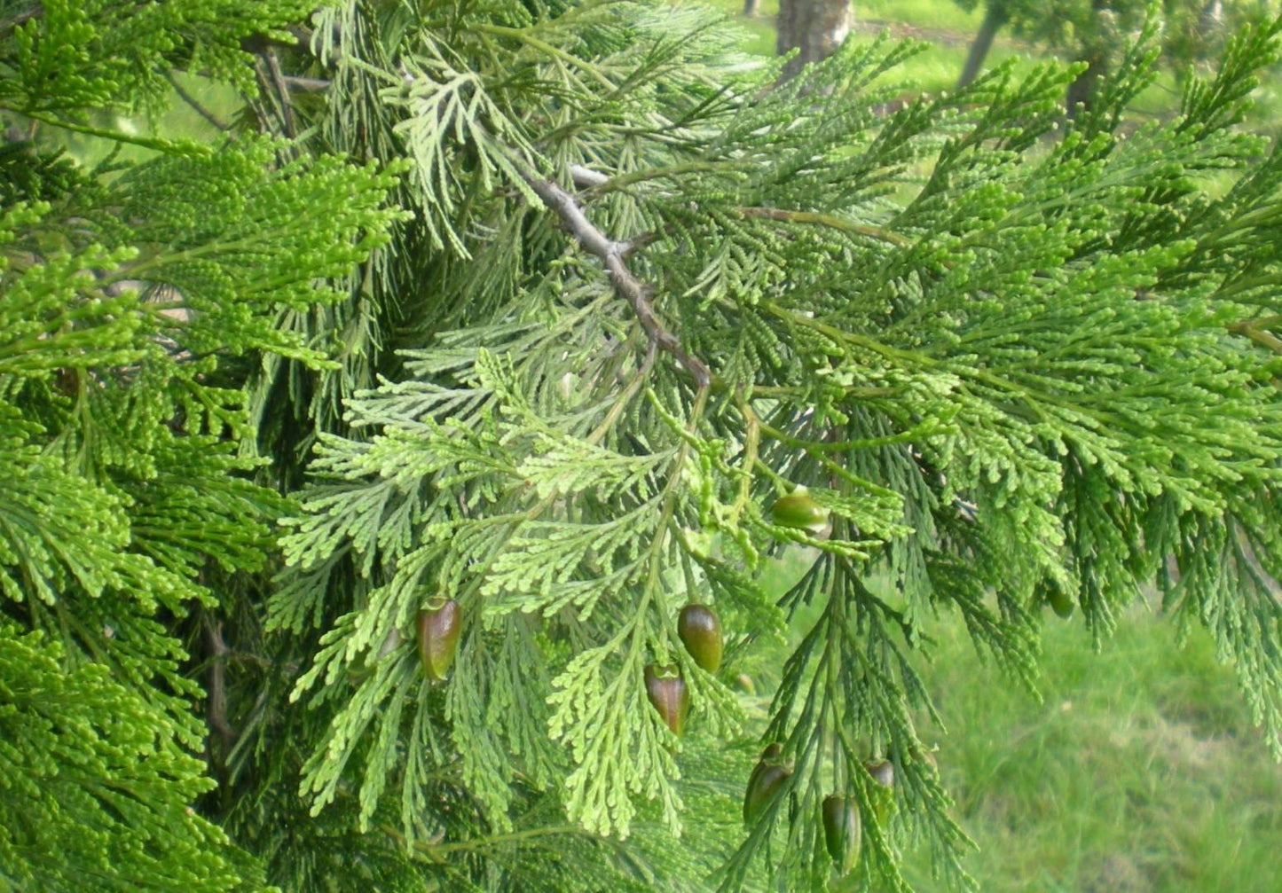 Calocedrus Decurrens - View 4 from www redcrocus com