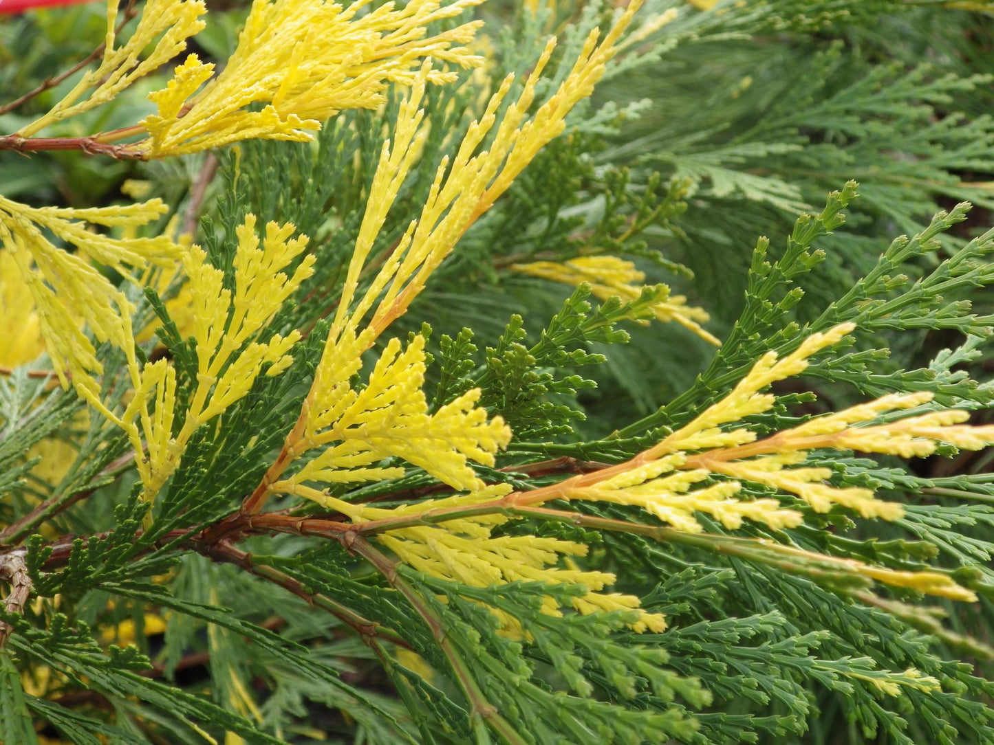 Calocedrus Decurrens - View 6 from www redcrocus com