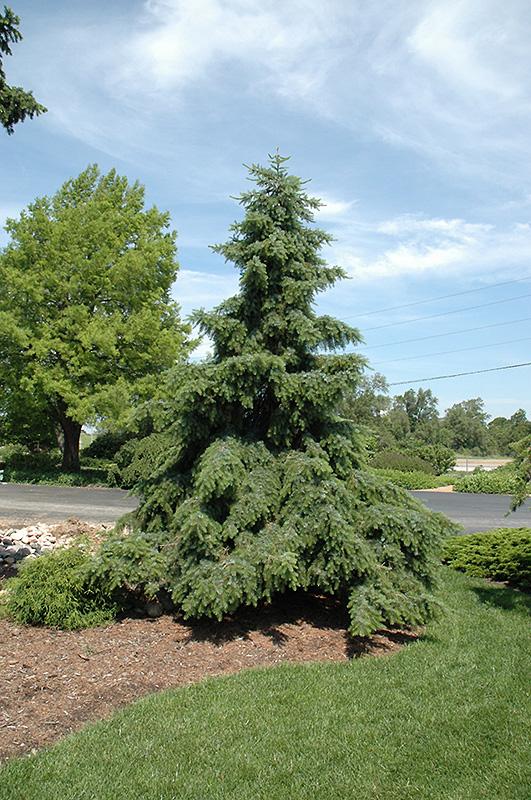 Picea Omorika 'pendula' - View 13 from www redcrocus com
