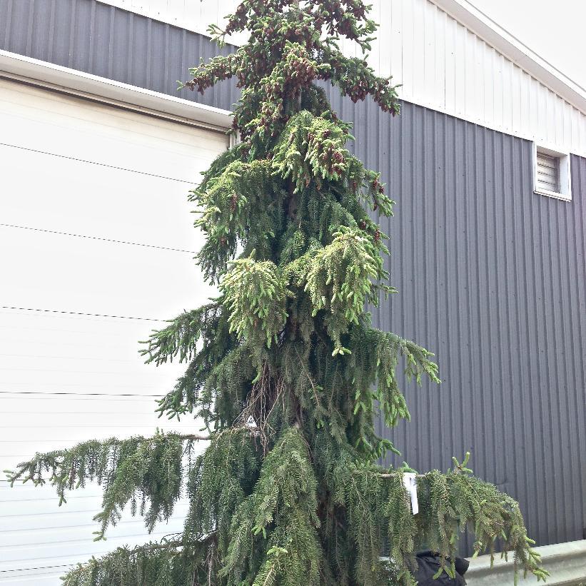 Picea Omorika 'pendula' - View 3 from www redcrocus com
