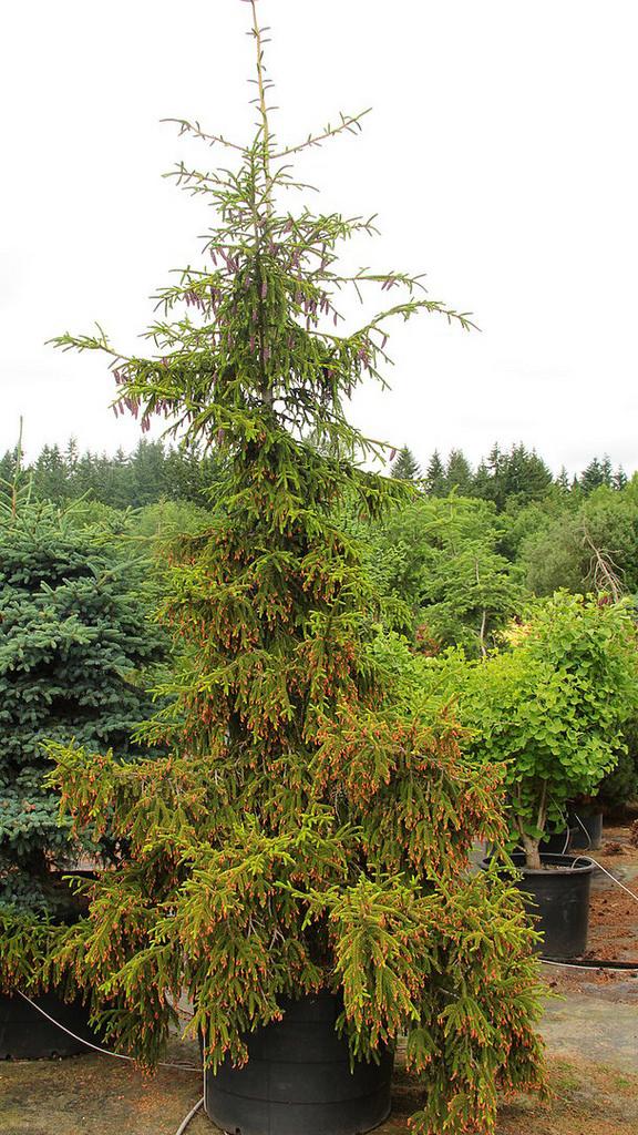 Picea Orientalis Aureospicata - View 11 from www redcrocus com