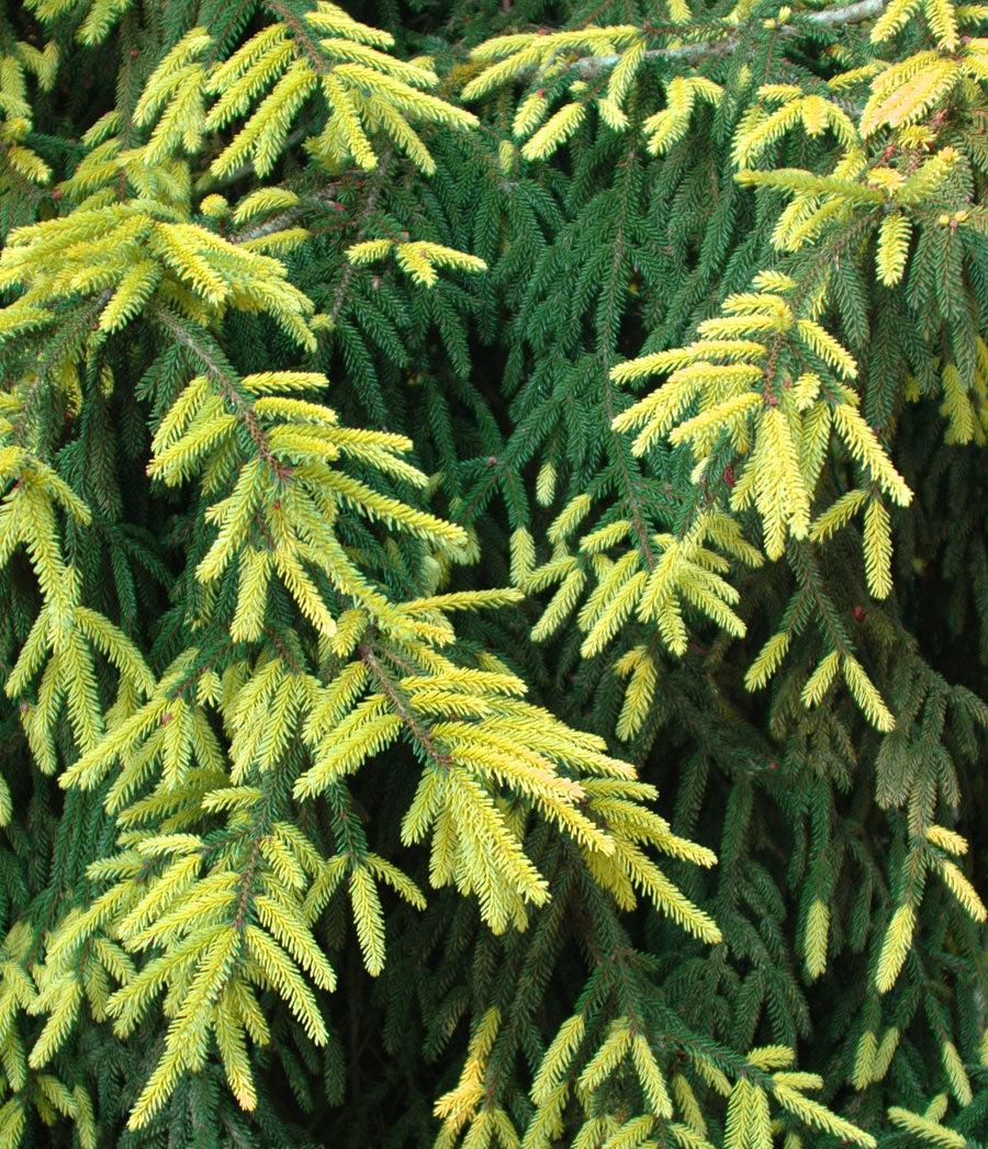 Picea Orientalis Aureospicata - View 12 from www redcrocus com