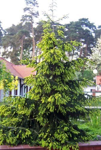 Picea Orientalis Aureospicata - View 13 from www redcrocus com