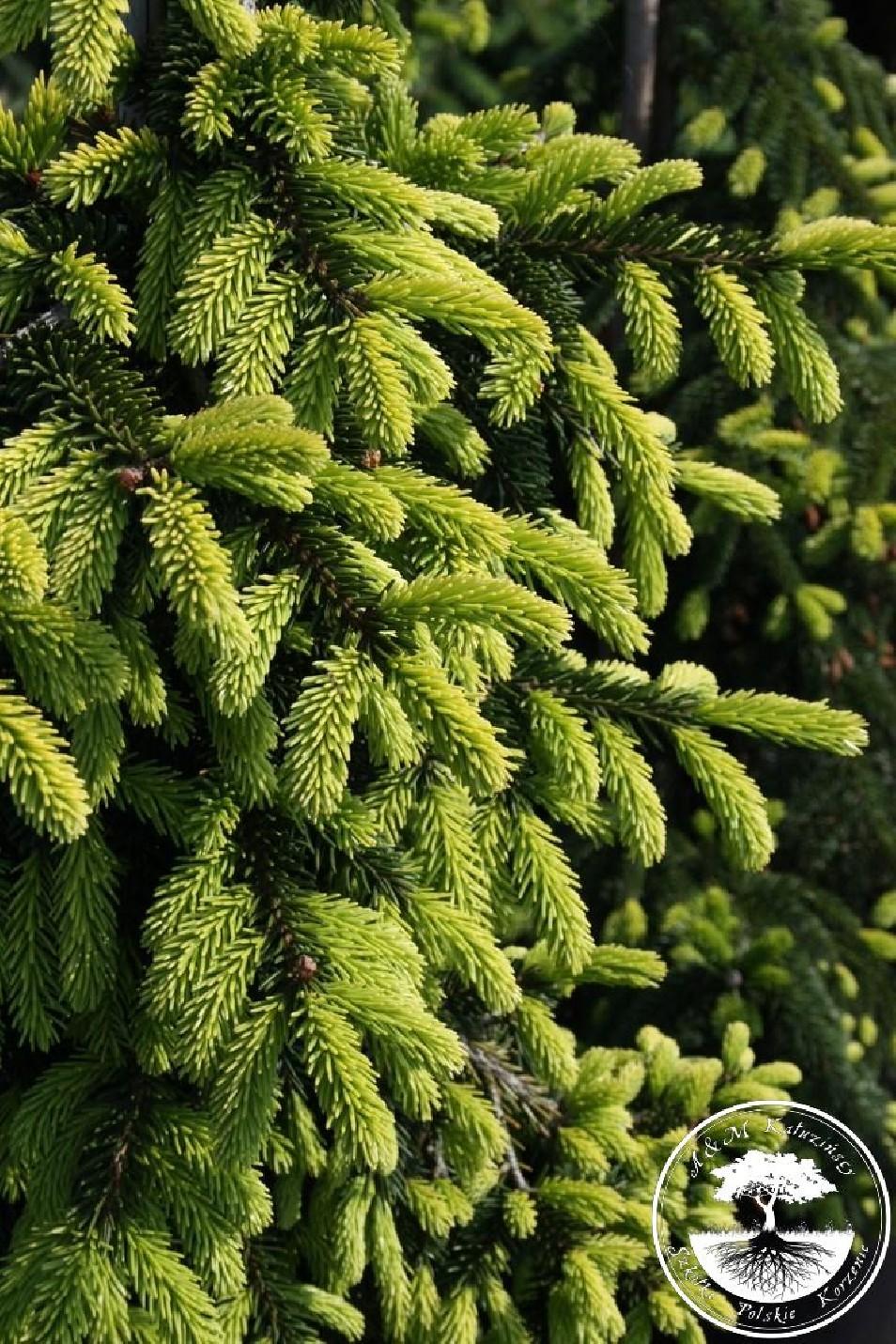 Picea Orientalis Aureospicata - View 15 from www redcrocus com