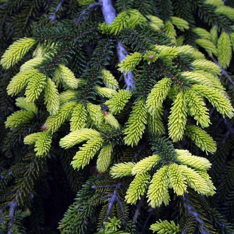 Picea Orientalis Aureospicata - View 16 from www redcrocus com
