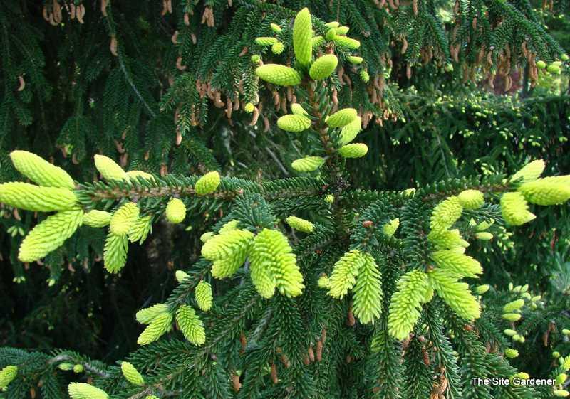 Picea Orientalis Aureospicata - View 17 from www redcrocus com