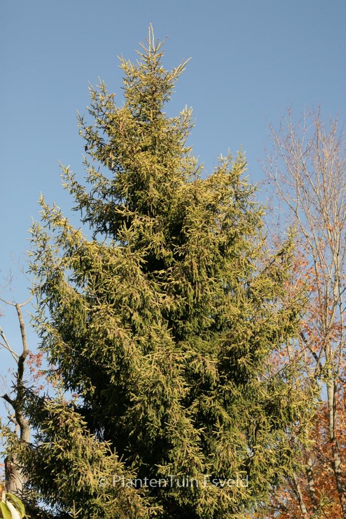 Picea Orientalis Aureospicata - View 18 from www redcrocus com