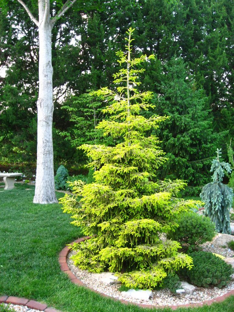 Picea Orientalis Aureospicata - View 1 from www redcrocus com