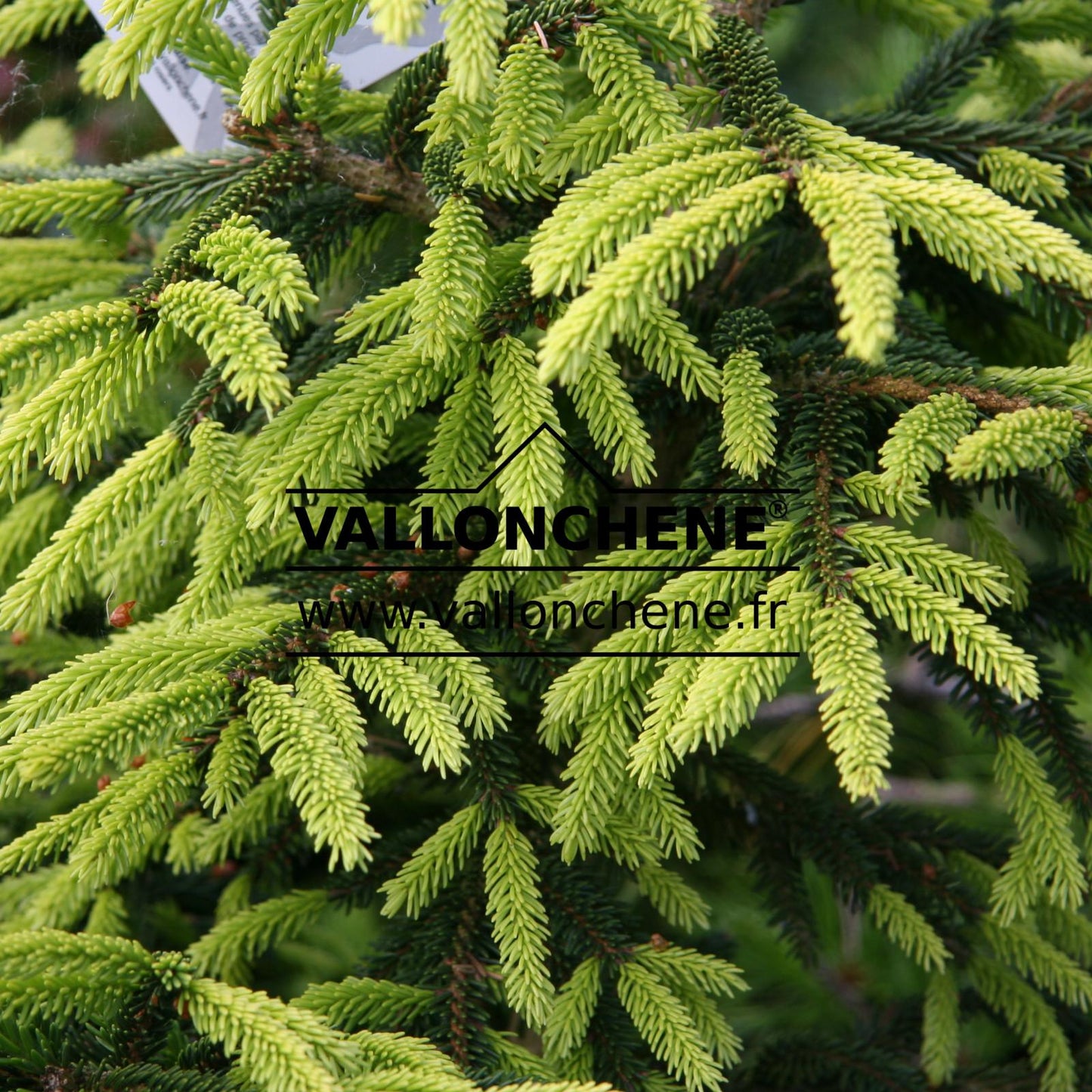Picea Orientalis Aureospicata - View 3 from www redcrocus com