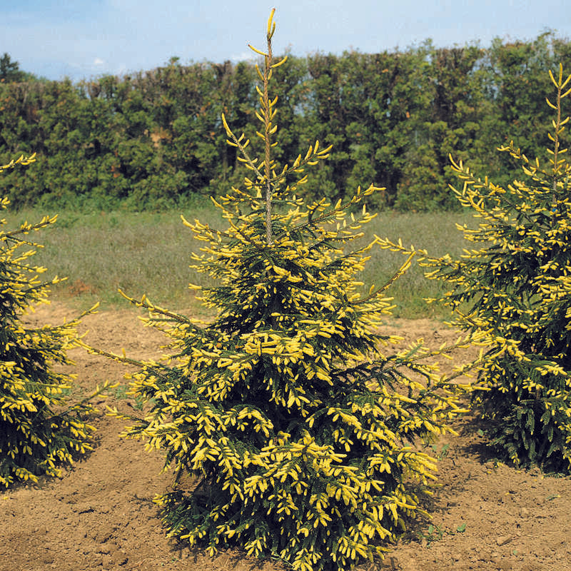 Picea Orientalis Aureospicata - View 4 from www redcrocus com