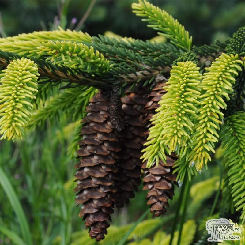 Picea Orientalis Aureospicata - View 5 from www redcrocus com