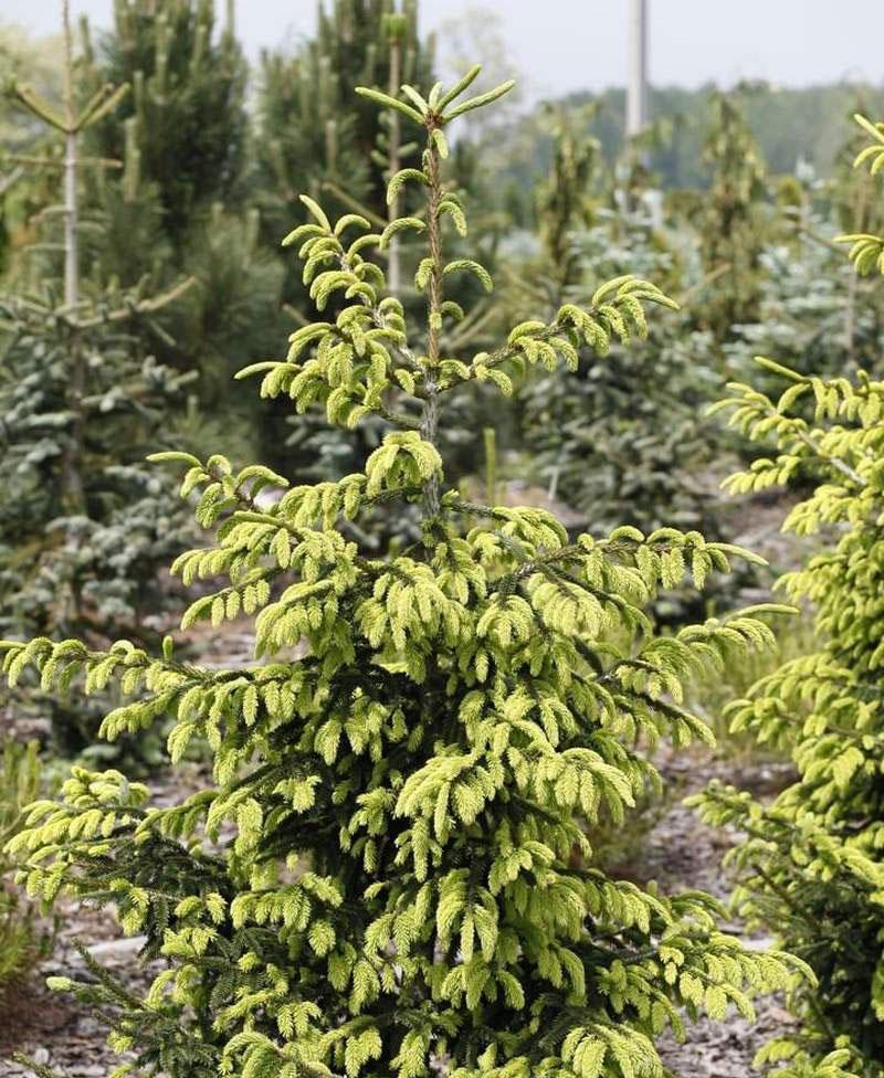 Picea Orientalis Aureospicata - View 6 from www redcrocus com