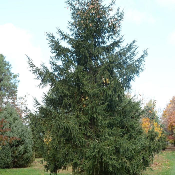 Picea Orientalis Aureospicata - View 8 from www redcrocus com