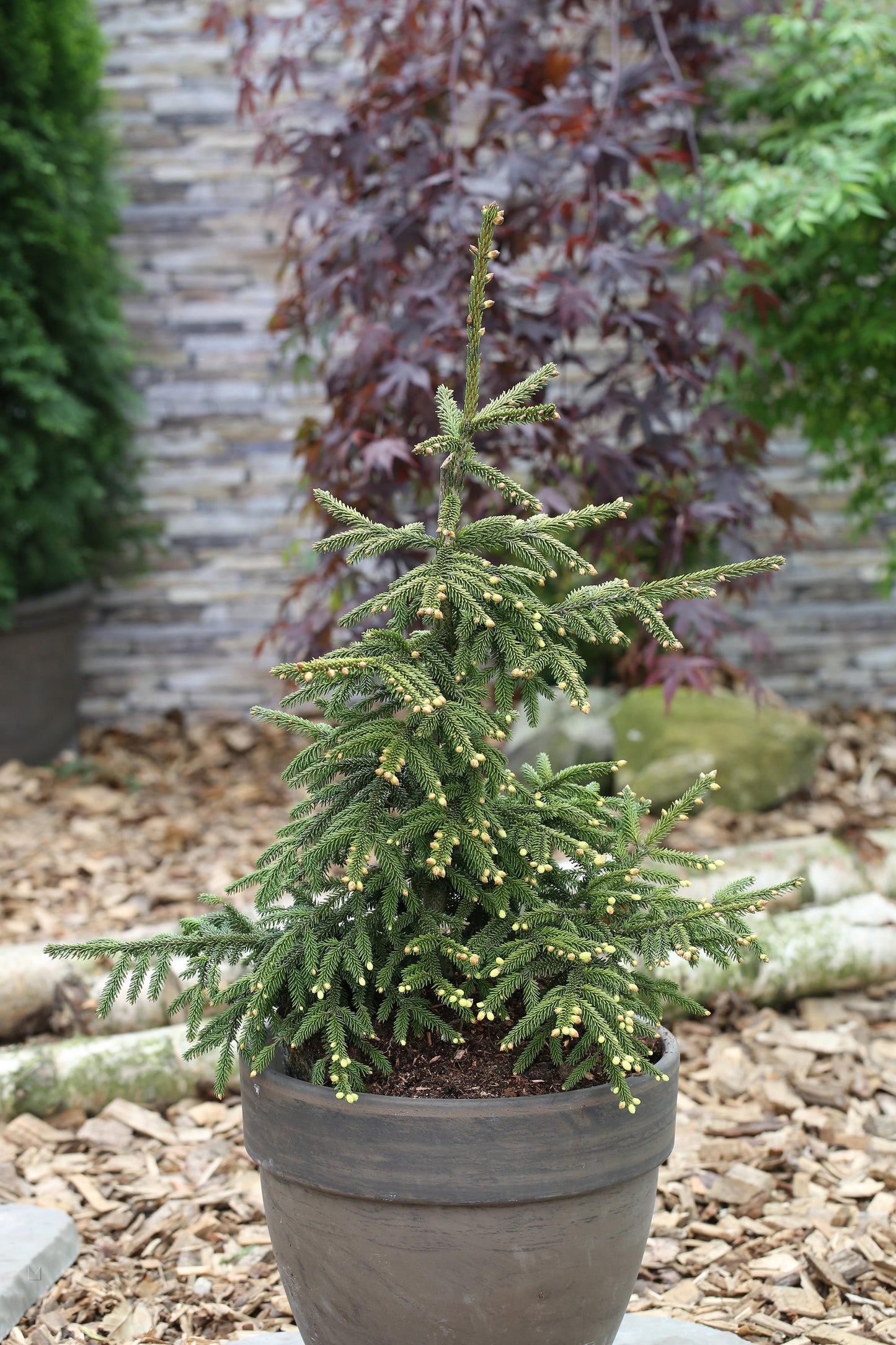 Picea Orientalis Aureospicata - View 9 from www redcrocus com