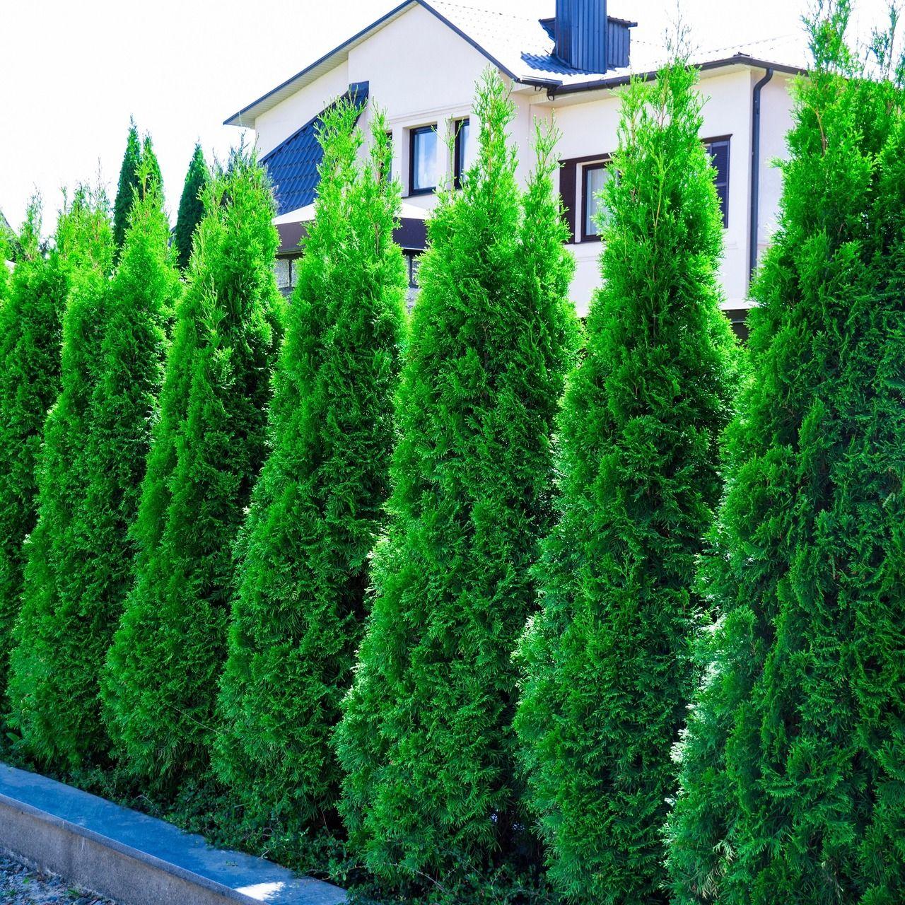 Thuja Occidentalis Emerald Green - View 7 from www redcrocus com