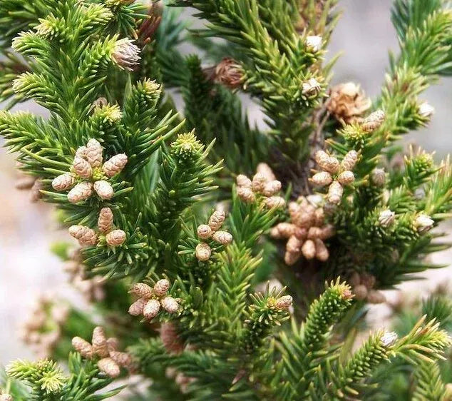 Cryptomeria Japonica 'black Dragon' - View 12 from www redcrocus com