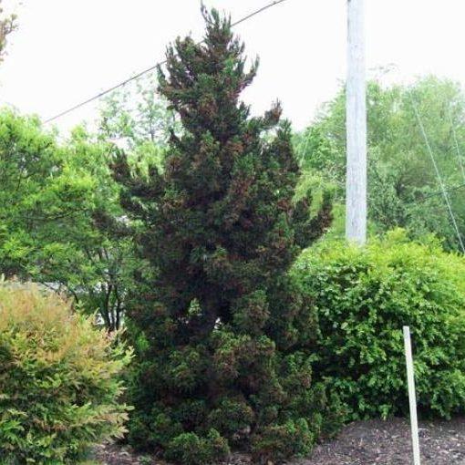 Cryptomeria Japonica 'black Dragon' - View 6 from www redcrocus com