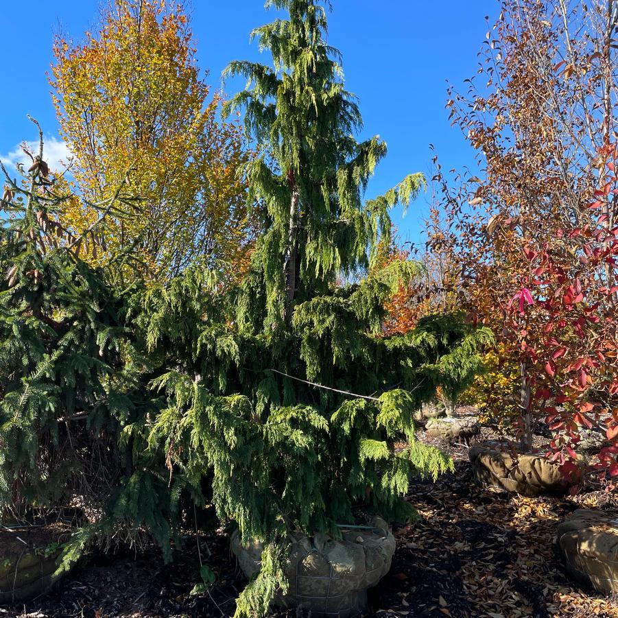 Chamaecyparis Nootkatensis Glauca Pendula - View 19 from www redcrocus com
