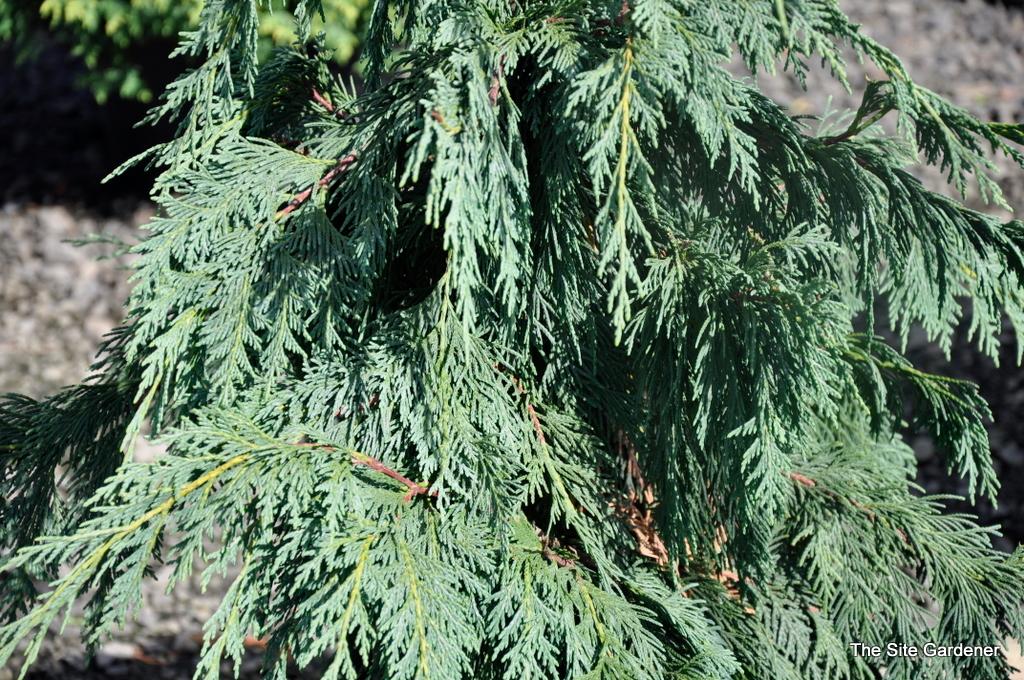 Chamaecyparis Nootkatensis Glauca Pendula - View 7 from www redcrocus com