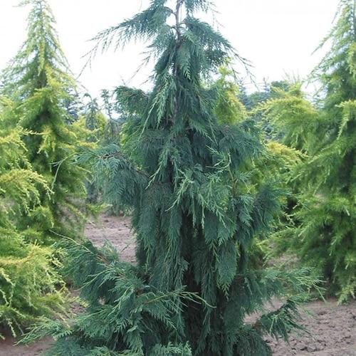 Chamaecyparis Nootkatensis Glauca Pendula - View 8 from www redcrocus com
