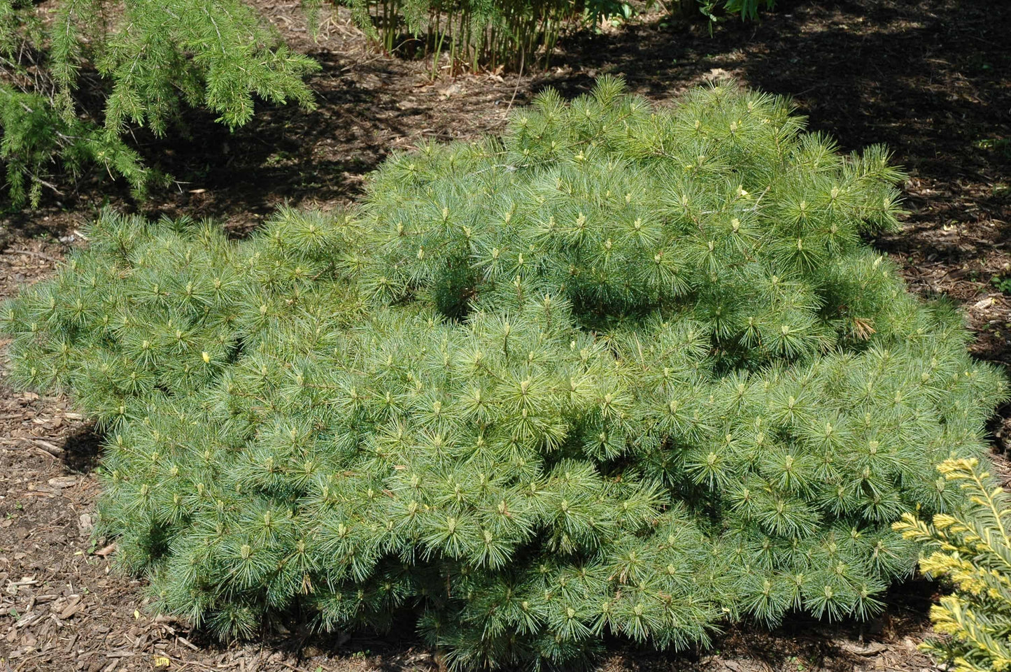 Pinus Strobus Blue Shag - View 11 from www redcrocus com