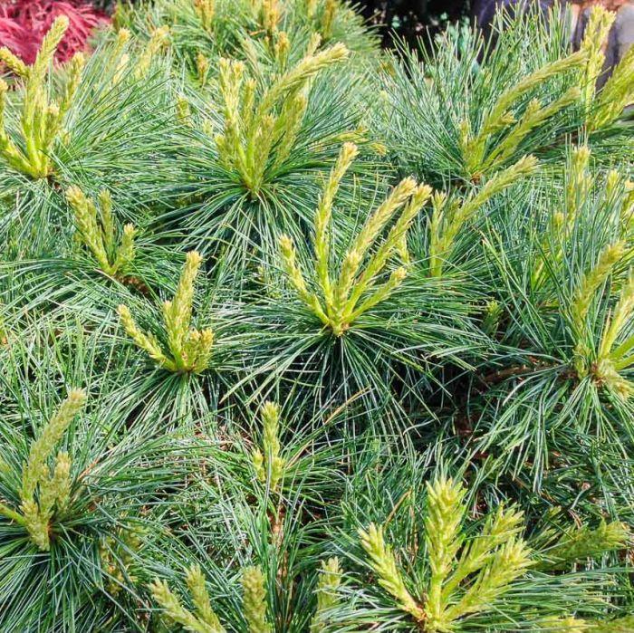 Pinus Strobus Blue Shag - View 13 from www redcrocus com
