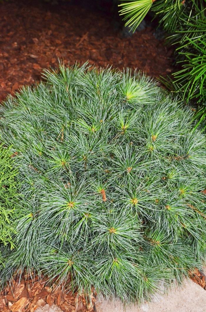 Pinus Strobus Blue Shag - View 14 from www redcrocus com