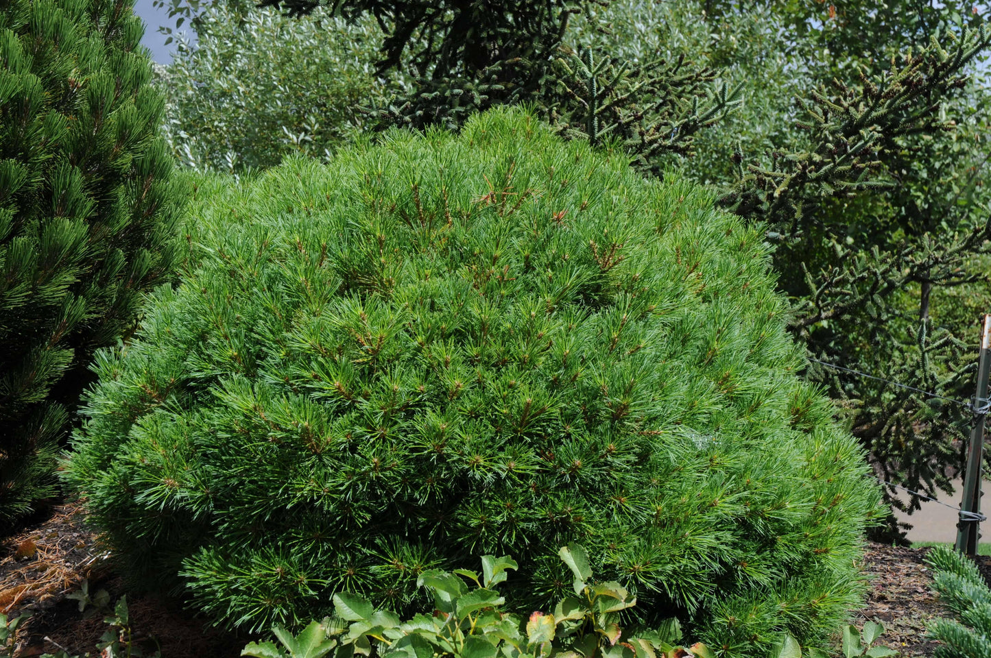 Pinus Strobus Blue Shag - View 16 from www redcrocus com