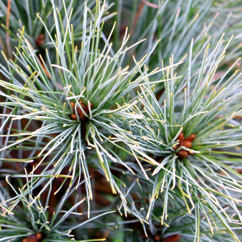 Pinus Strobus Blue Shag - View 17 from www redcrocus com