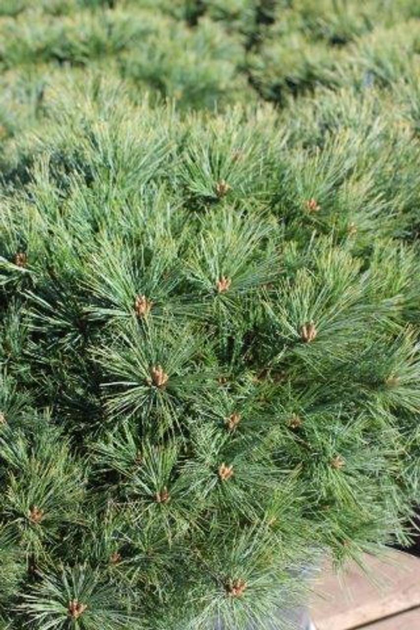 Pinus Strobus Blue Shag - View 19 from www redcrocus com