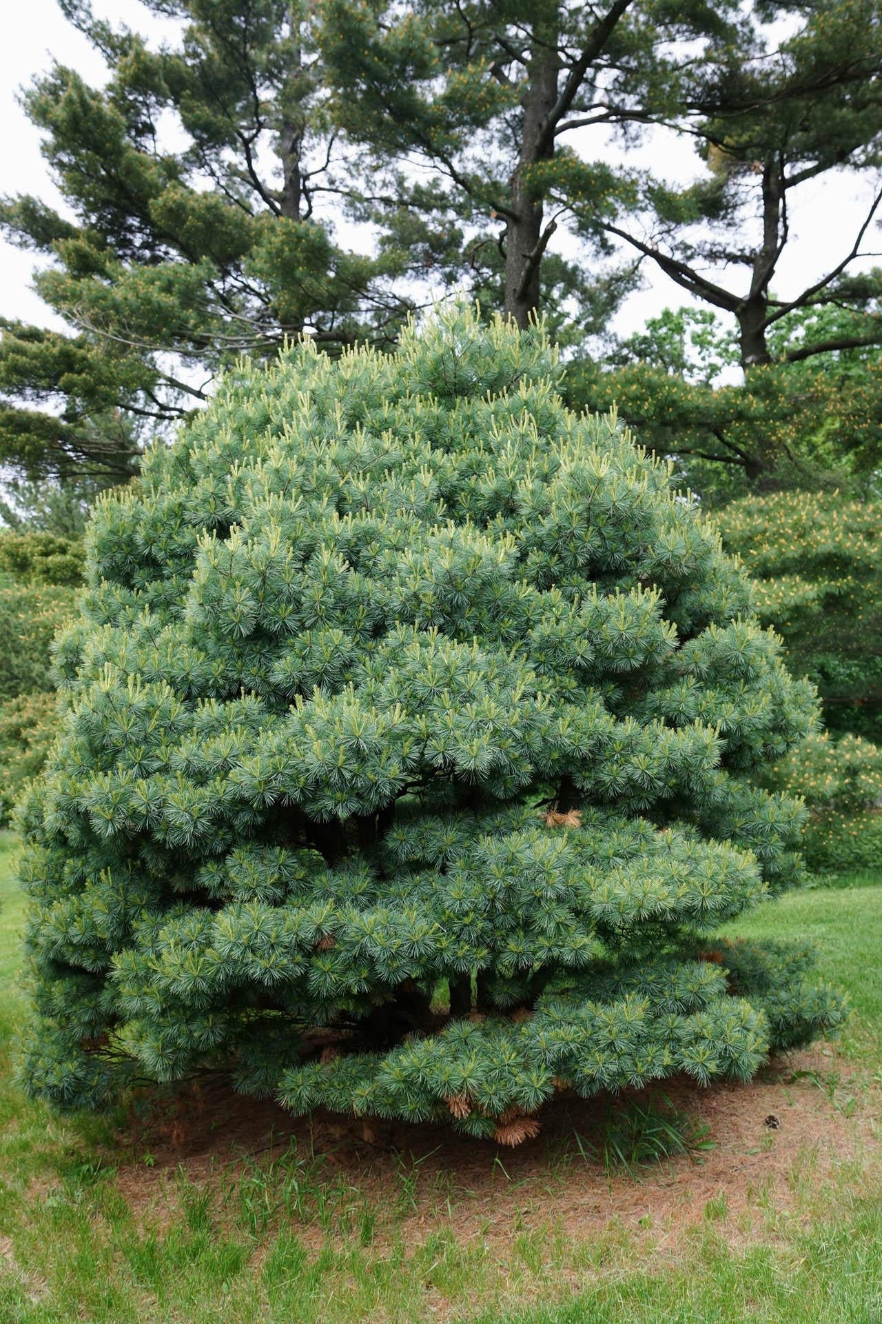 Pinus Strobus Blue Shag - View 5 from www redcrocus com