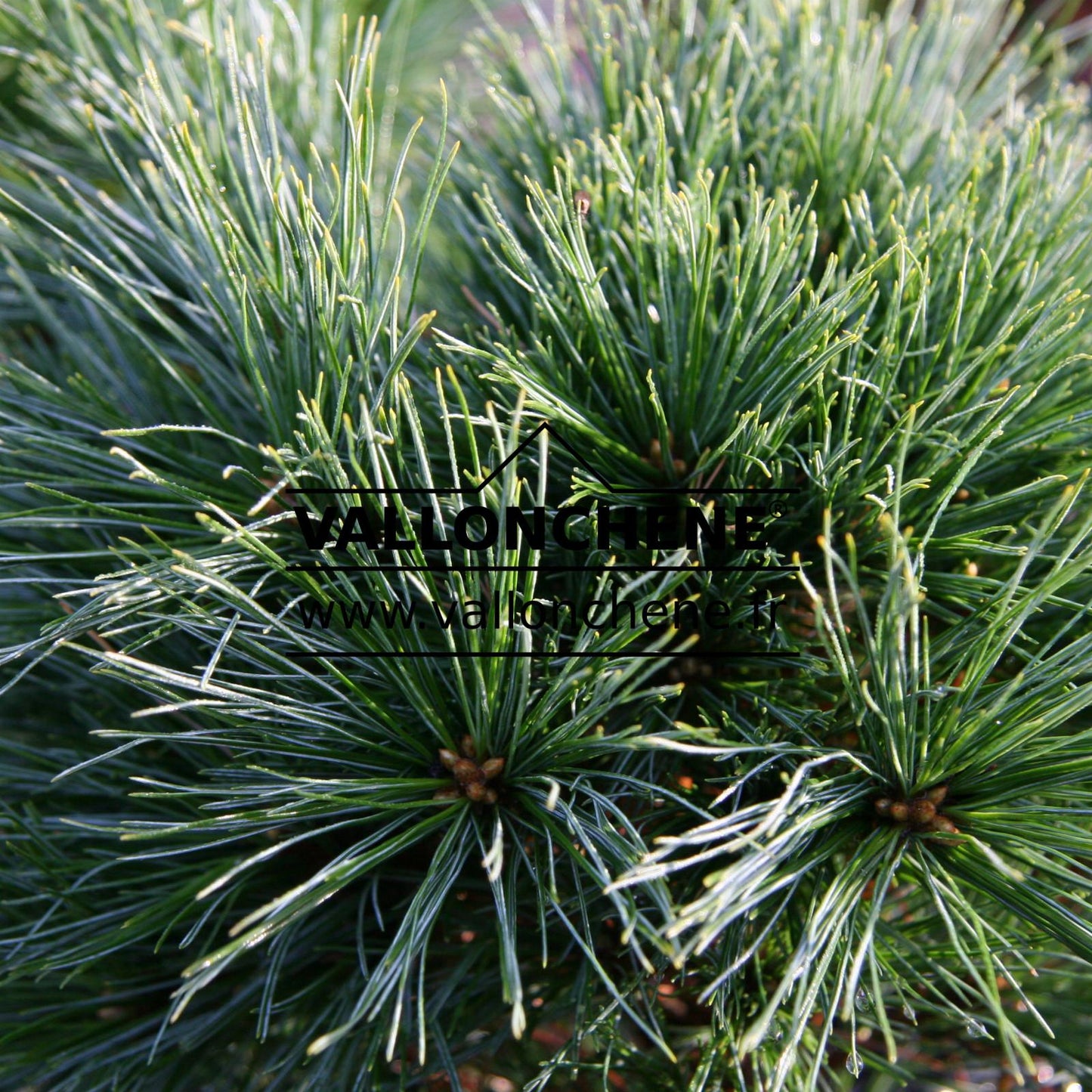 Pinus Strobus Blue Shag - View 6 from www redcrocus com