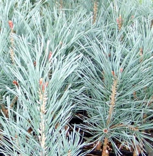 Pinus Sylvestris Bonna - View 11 from www redcrocus com